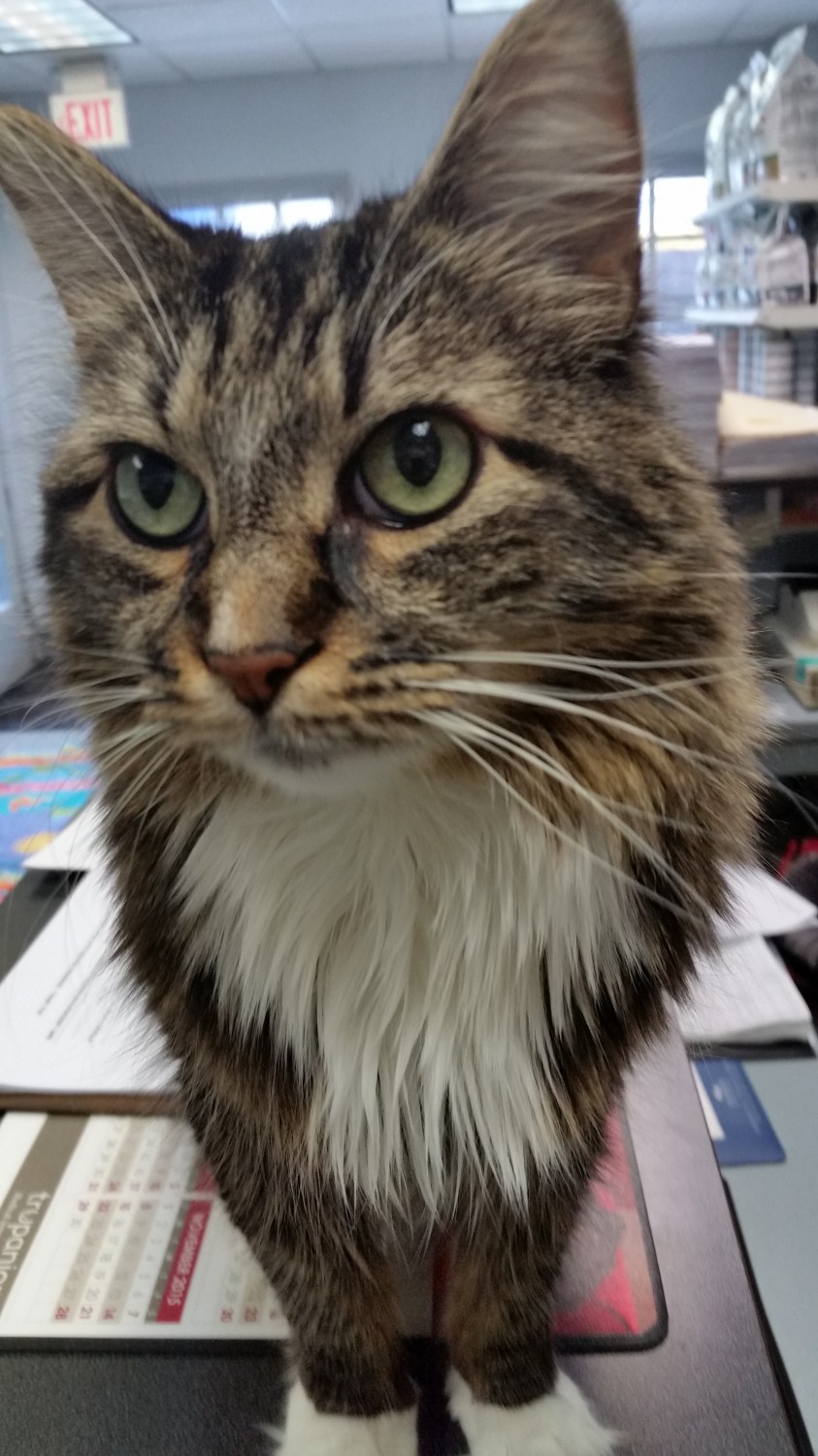 Rosie the hospital cat welcomes you!