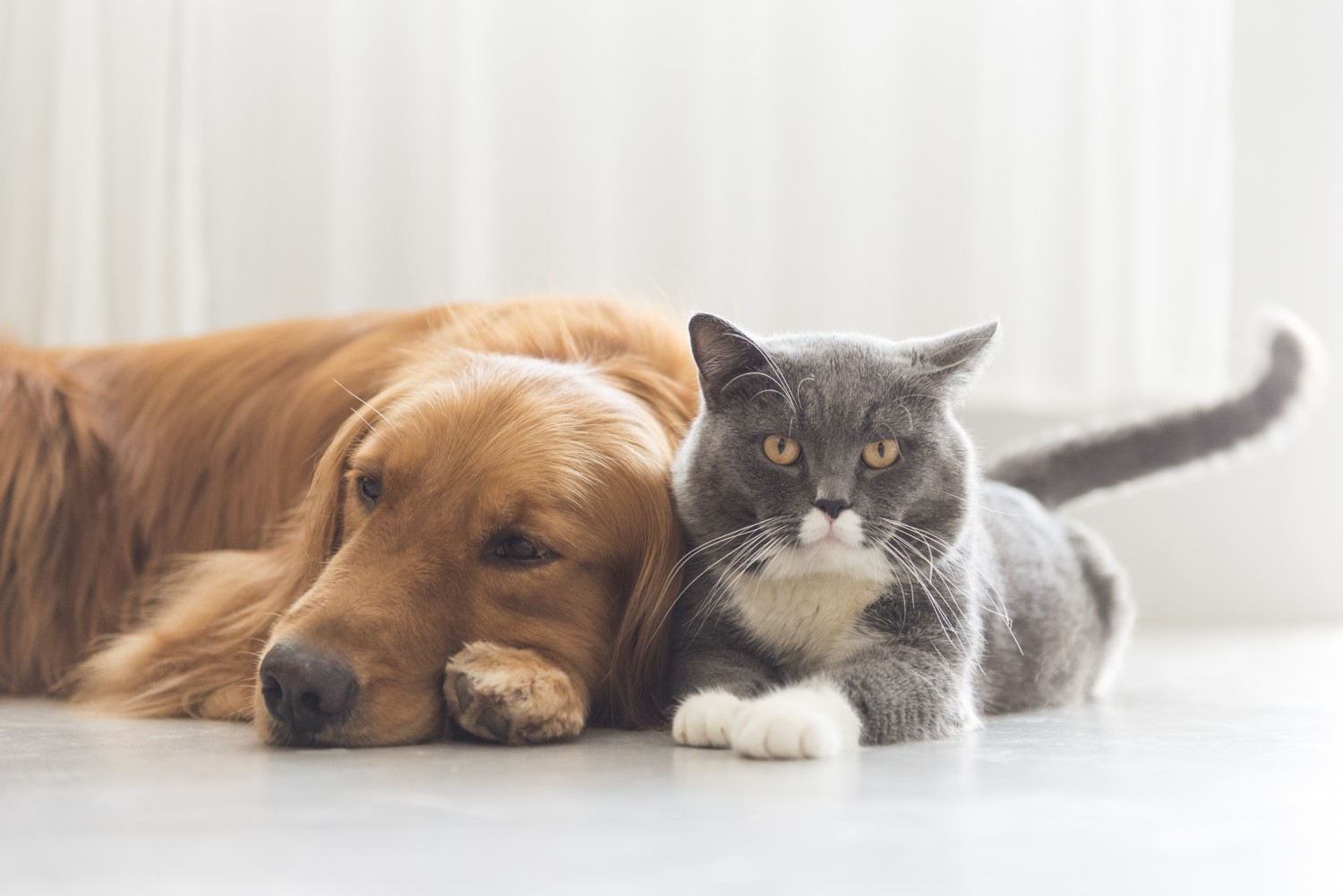 Cat and Dog Snuggling